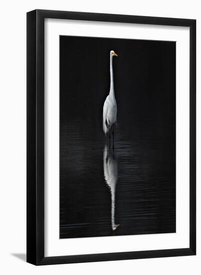 Elegant Egret I-David Drost-Framed Photographic Print
