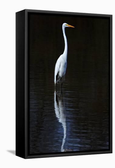 Elegant Egret II-David Drost-Framed Premier Image Canvas