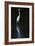 Elegant Egret II-David Drost-Framed Photographic Print