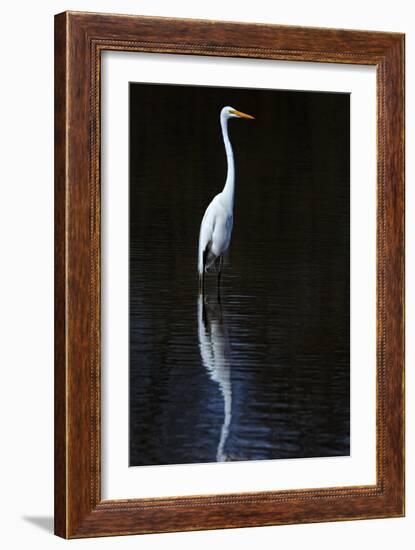 Elegant Egret II-David Drost-Framed Photographic Print