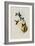 Elegant Erythronote, Erythronota Elegans-John Gould-Framed Giclee Print