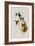 Elegant Erythronote, Erythronota Elegans-John Gould-Framed Giclee Print