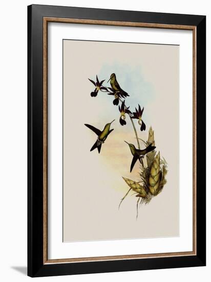 Elegant Erythronote, Erythronota Elegans-John Gould-Framed Giclee Print