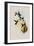 Elegant Erythronote, Erythronota Elegans-John Gould-Framed Giclee Print