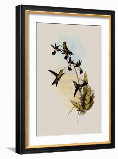 Elegant Erythronote, Erythronota Elegans-John Gould-Framed Giclee Print