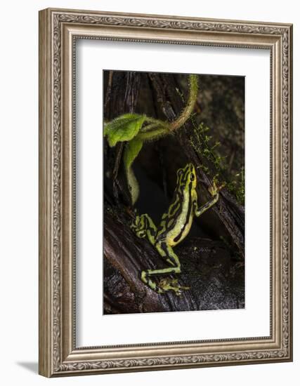 Elegant Harlequin Frog, Choco Region, Ecuador-Pete Oxford-Framed Photographic Print