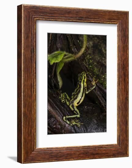 Elegant Harlequin Frog, Choco Region, Ecuador-Pete Oxford-Framed Photographic Print