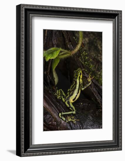 Elegant Harlequin Frog, Choco Region, Ecuador-Pete Oxford-Framed Photographic Print