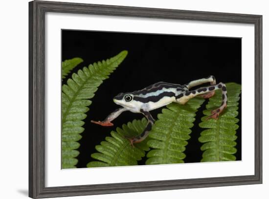 Elegant Harlequin Frog, Choco Region, Ecuador-Pete Oxford-Framed Photographic Print