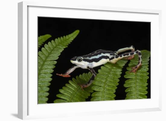 Elegant Harlequin Frog, Choco Region, Ecuador-Pete Oxford-Framed Photographic Print