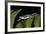 Elegant Harlequin Frog, Choco Region, Ecuador-Pete Oxford-Framed Photographic Print