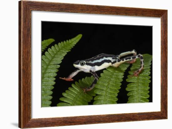 Elegant Harlequin Frog, Choco Region, Ecuador-Pete Oxford-Framed Photographic Print