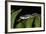 Elegant Harlequin Frog, Choco Region, Ecuador-Pete Oxford-Framed Photographic Print