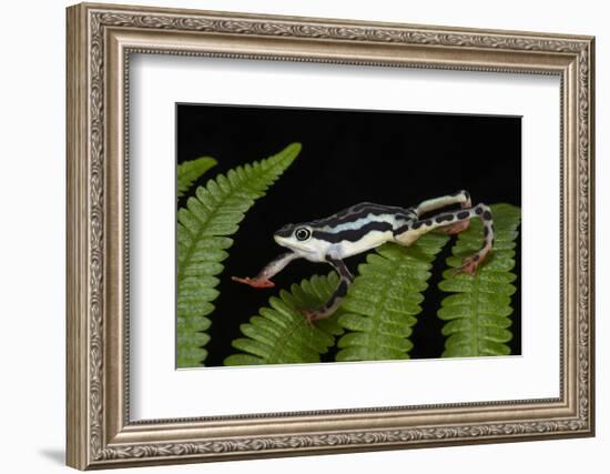 Elegant Harlequin Frog, Choco Region, Ecuador-Pete Oxford-Framed Photographic Print