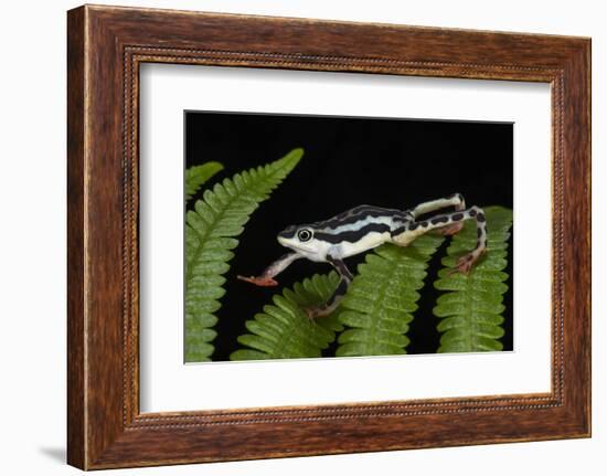 Elegant Harlequin Frog, Choco Region, Ecuador-Pete Oxford-Framed Photographic Print