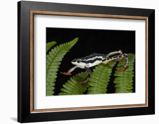 Elegant Harlequin Frog, Choco Region, Ecuador-Pete Oxford-Framed Photographic Print