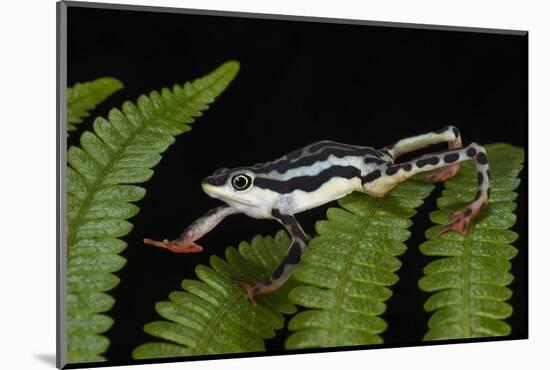 Elegant Harlequin Frog, Choco Region, Ecuador-Pete Oxford-Mounted Photographic Print