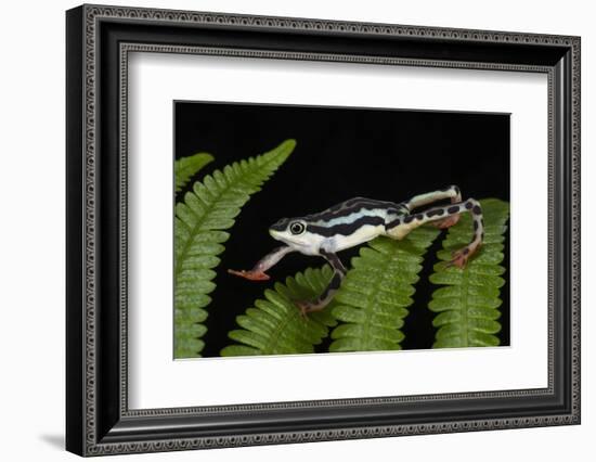 Elegant Harlequin Frog, Choco Region, Ecuador-Pete Oxford-Framed Photographic Print