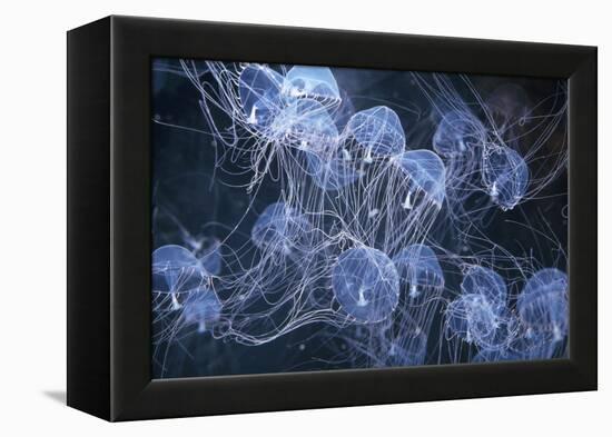 Elegant Hydromedusa Jellyfish-null-Framed Premier Image Canvas
