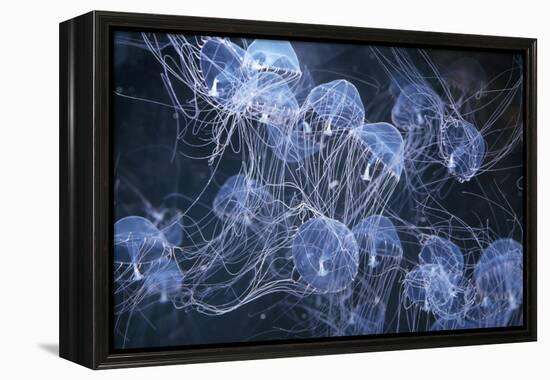 Elegant Hydromedusa Jellyfish-null-Framed Premier Image Canvas