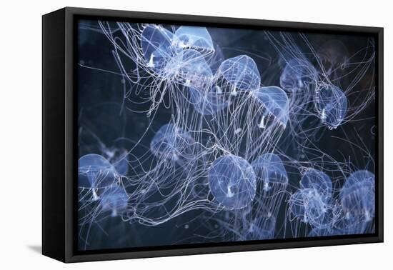 Elegant Hydromedusa Jellyfish-null-Framed Premier Image Canvas