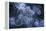 Elegant Hydromedusa Jellyfish-null-Framed Premier Image Canvas