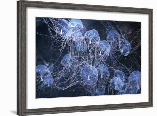 Elegant Hydromedusa Jellyfish-null-Framed Photographic Print