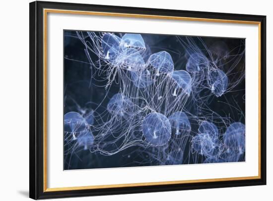 Elegant Hydromedusa Jellyfish-null-Framed Photographic Print