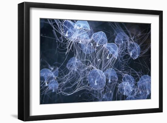 Elegant Hydromedusa Jellyfish-null-Framed Photographic Print