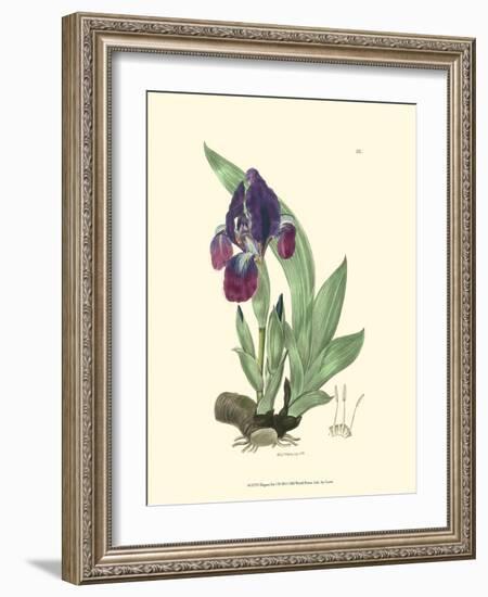 Elegant Iris I-Samuel Curtis-Framed Art Print