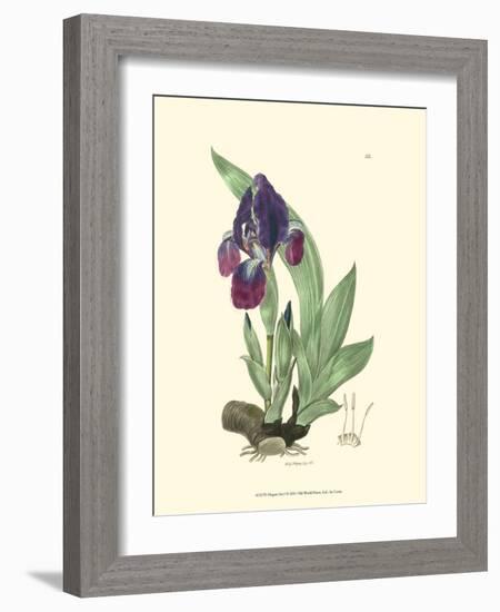 Elegant Iris I-Samuel Curtis-Framed Art Print