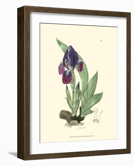 Elegant Iris I-Samuel Curtis-Framed Art Print