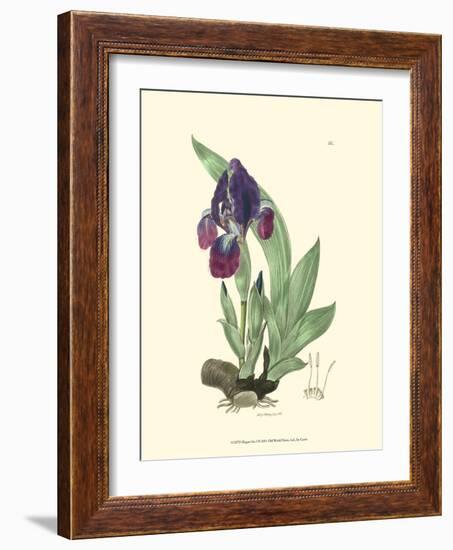 Elegant Iris I-Samuel Curtis-Framed Art Print