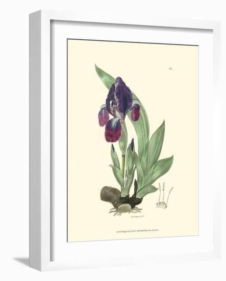 Elegant Iris I-Samuel Curtis-Framed Art Print