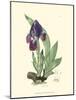 Elegant Iris I-Samuel Curtis-Mounted Art Print