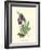 Elegant Iris I-Samuel Curtis-Framed Art Print