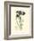 Elegant Iris II-Samuel Curtis-Framed Art Print