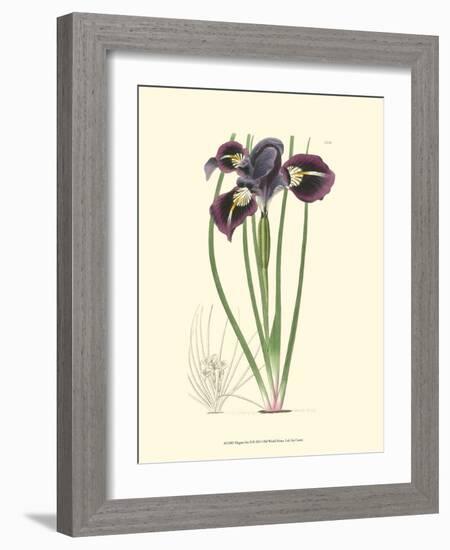 Elegant Iris II-Samuel Curtis-Framed Art Print