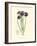 Elegant Iris II-Samuel Curtis-Framed Art Print