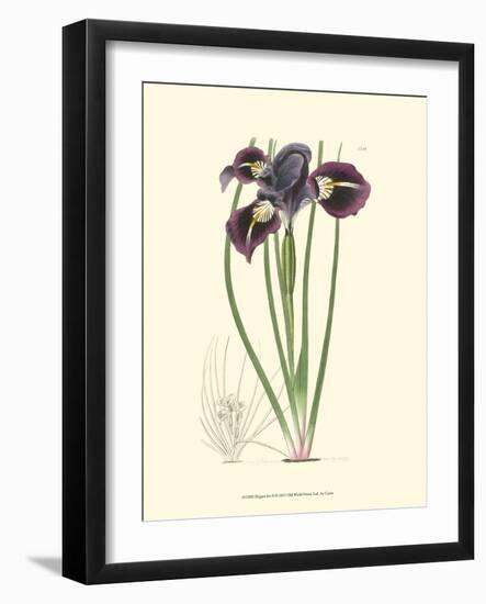 Elegant Iris II-Samuel Curtis-Framed Art Print