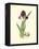 Elegant Iris III-Samuel Curtis-Framed Stretched Canvas