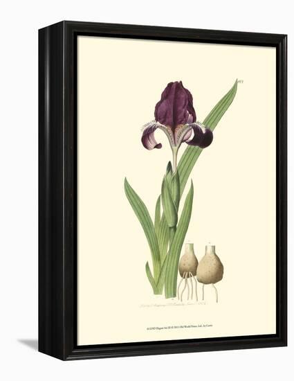 Elegant Iris III-Samuel Curtis-Framed Stretched Canvas