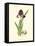 Elegant Iris III-Samuel Curtis-Framed Stretched Canvas