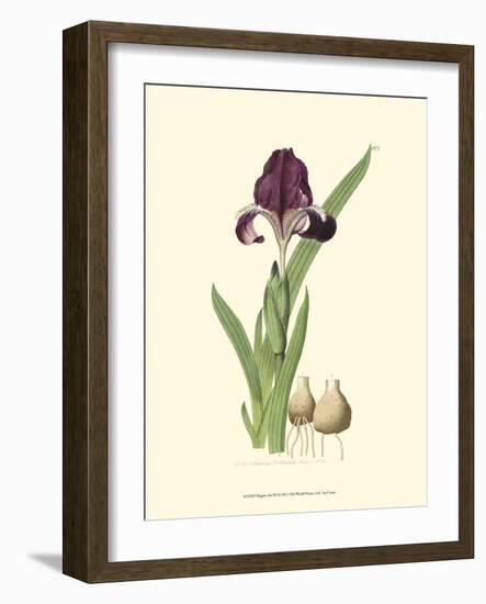 Elegant Iris III-Samuel Curtis-Framed Art Print