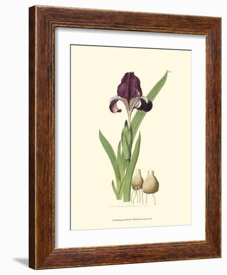 Elegant Iris III-Samuel Curtis-Framed Art Print