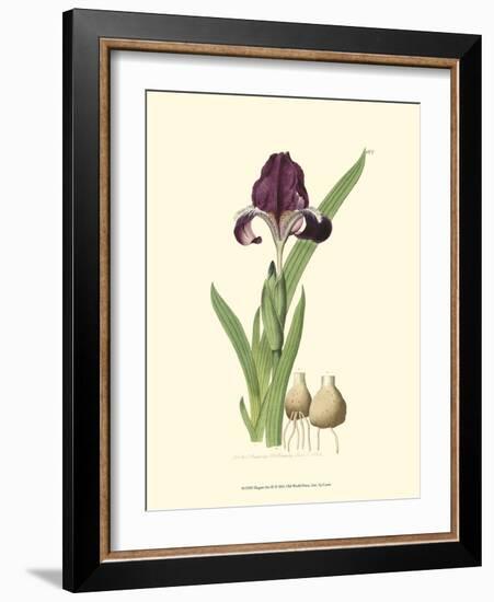 Elegant Iris III-Samuel Curtis-Framed Art Print