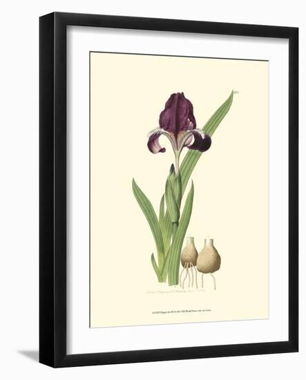 Elegant Iris III-Samuel Curtis-Framed Art Print