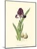 Elegant Iris III-Samuel Curtis-Mounted Art Print