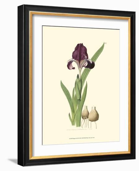 Elegant Iris III-Samuel Curtis-Framed Art Print