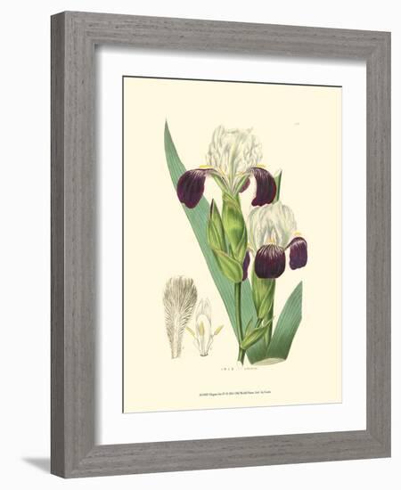 Elegant Iris IV-Samuel Curtis-Framed Art Print